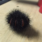 Giant Leopard Moth Caterpillar