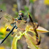 Yellow-striped flutterer, Yellow-barred flutterer