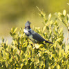 Belted Kingfisher