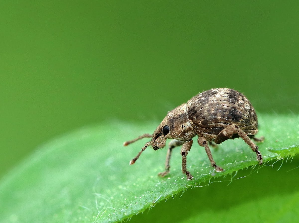 Two-banded Japanese Weevil