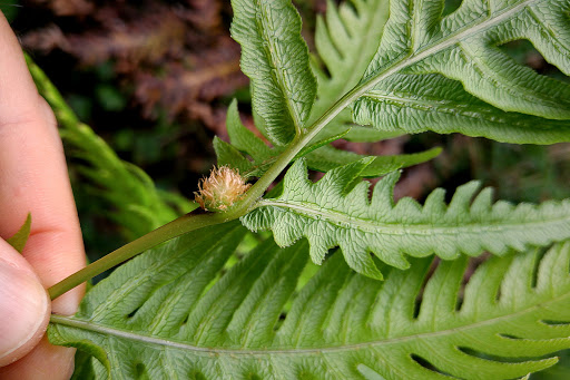 Woodwardia radicans