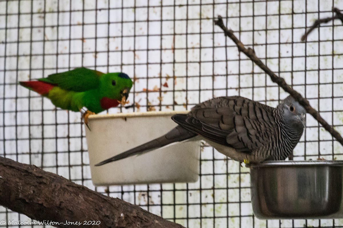 Blue-crowned Hanging Parrot