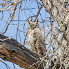 Great Horned Owl