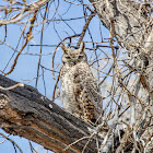 Great Horned Owl