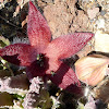 African Starfish flower, Carrion flower (with Blow flies & Flesh flies)