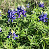 Bluebonnet