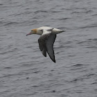 Short-tailed Albatross