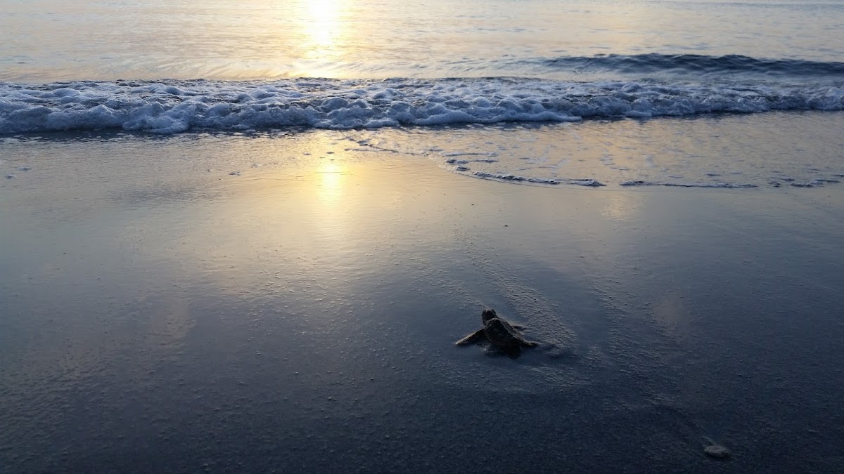 Loggerhead sea turtle