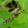 Mocha/Orange Banner Caterpillar