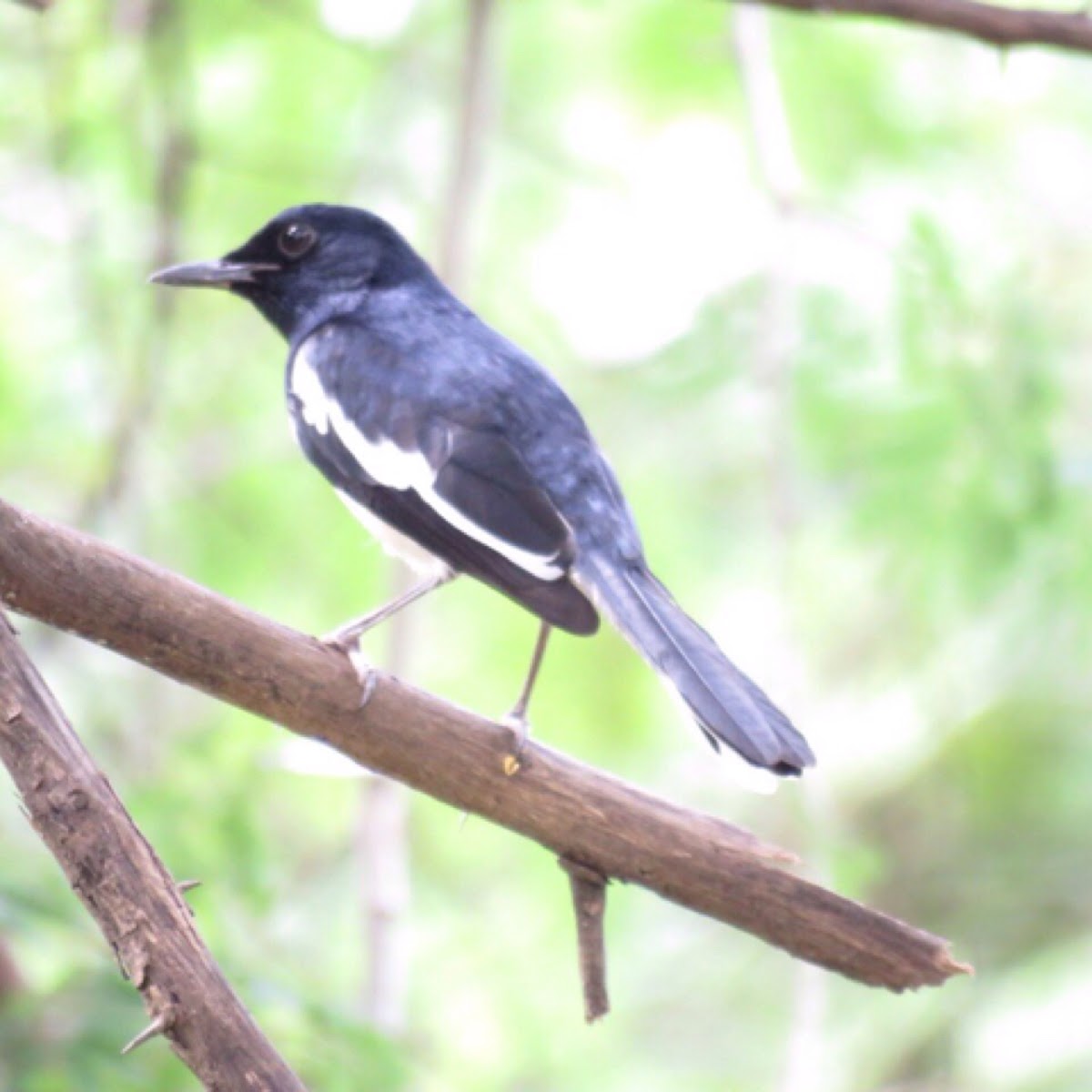 Oriental Magpie Robin