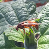 Red paper wasp