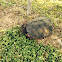 Snapping turtle