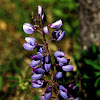 Wild Lupine