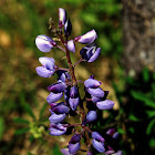 Wild Lupine