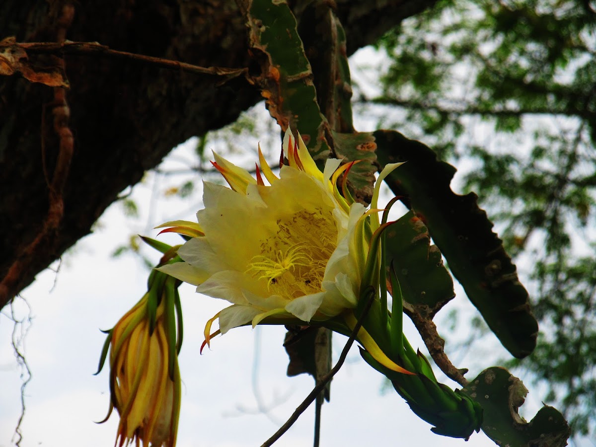 flor de la pitaya