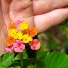 Shrub Verbena