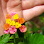 Shrub Verbena