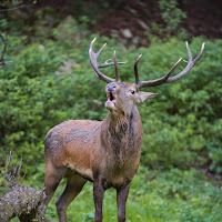 Il bramito del cervo di 