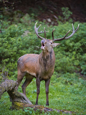 Il bramito del cervo di lurick