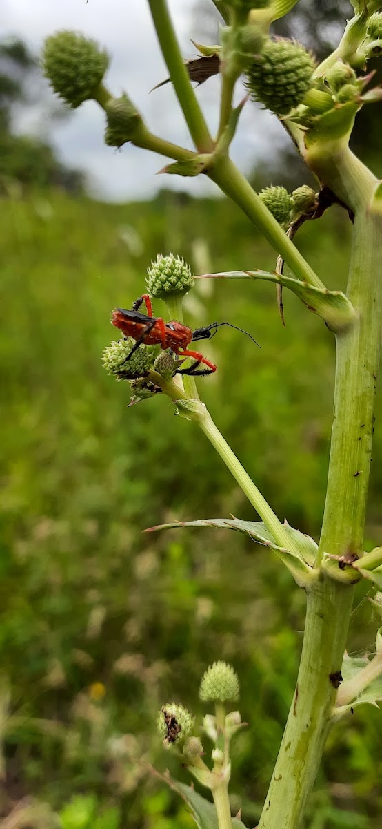 Assassin Bug