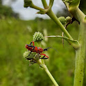 Assassin Bug