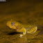 Malabar Gliding Frog