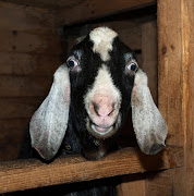 Goat. File photo