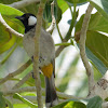 White-eared Bulbul