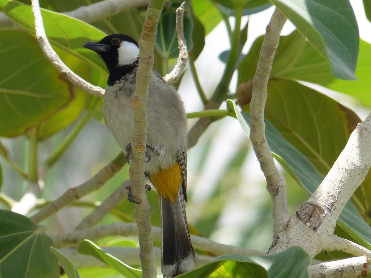 White-eared Bulbul