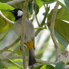 White-eared Bulbul