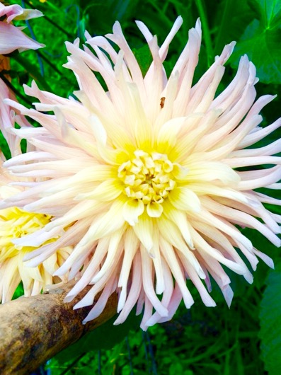 Fiori d'artificio  di Giulipic