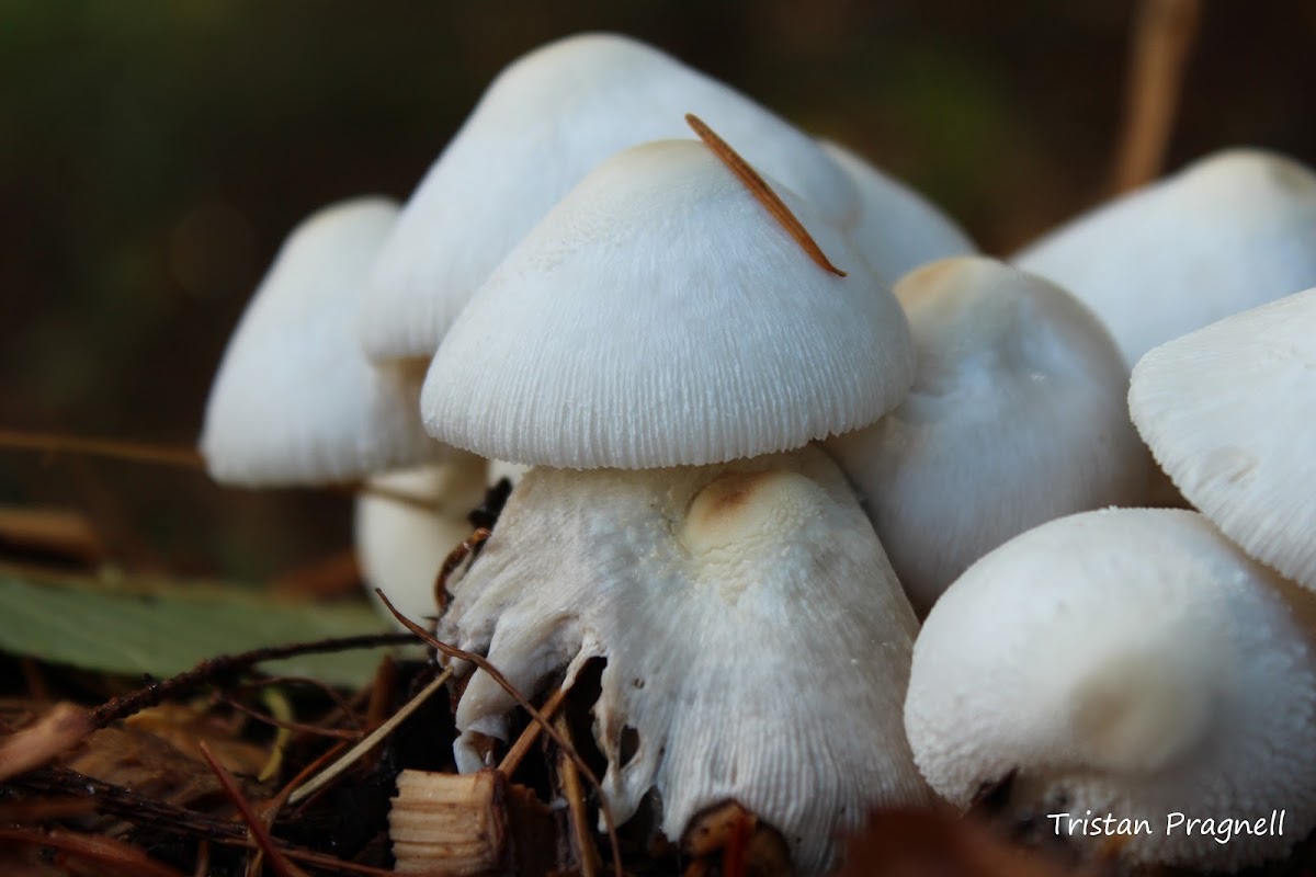 Onion-stalk Lepiota Mushroom