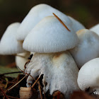 Onion-stalk Lepiota Mushroom