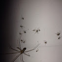 Daddy longlegs spider; Cellar spider