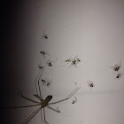 Daddy longlegs spider; Cellar spider