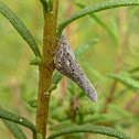 Flatid Planthopper