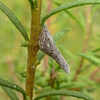 Flatid Planthopper