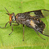 Horse-fly