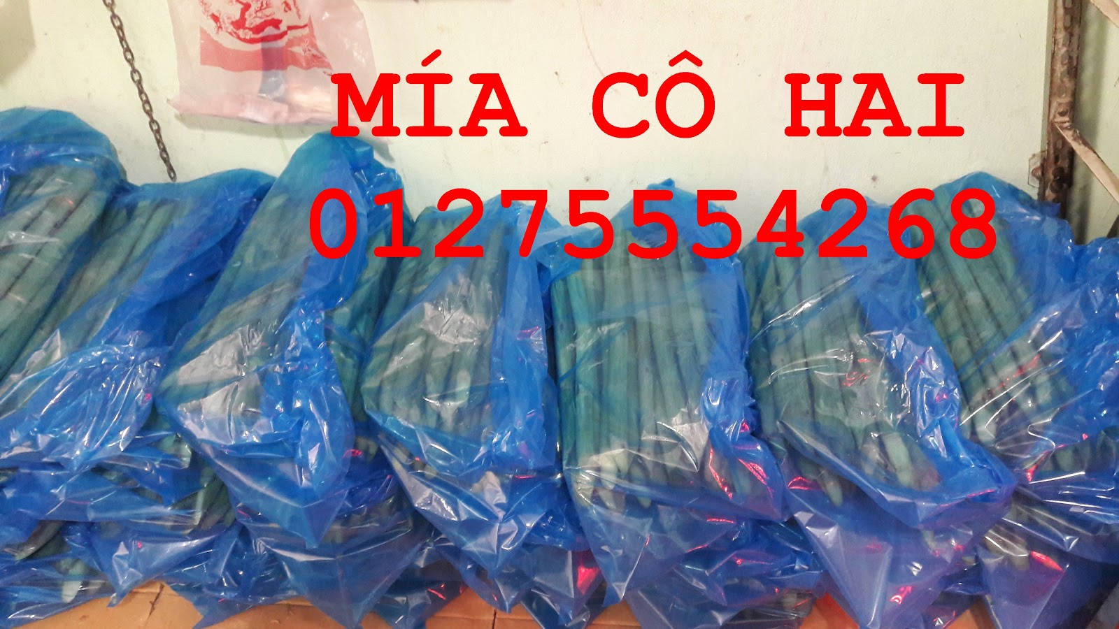 Mía cây mía ăn xuất khẩu 01275554268 - 2