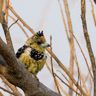 Crested barbet