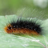 Garden Tiger moth caterpillar