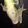 American Green Tree Frog