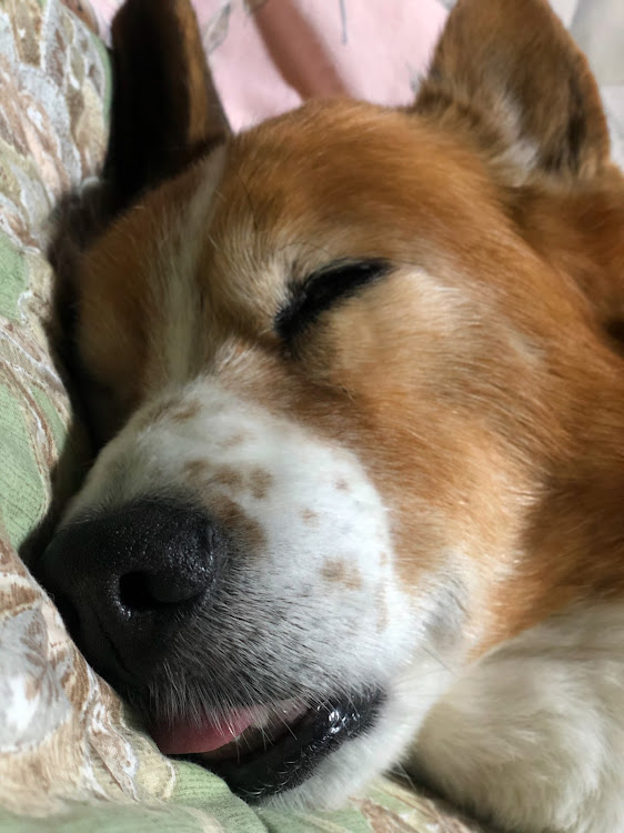 スカイライン GT-Rの尻ーズ・尻職人・朝活JPF🗻・尻コラボ・🐶ペロ寝に関するカスタム事例の投稿画像14枚目
