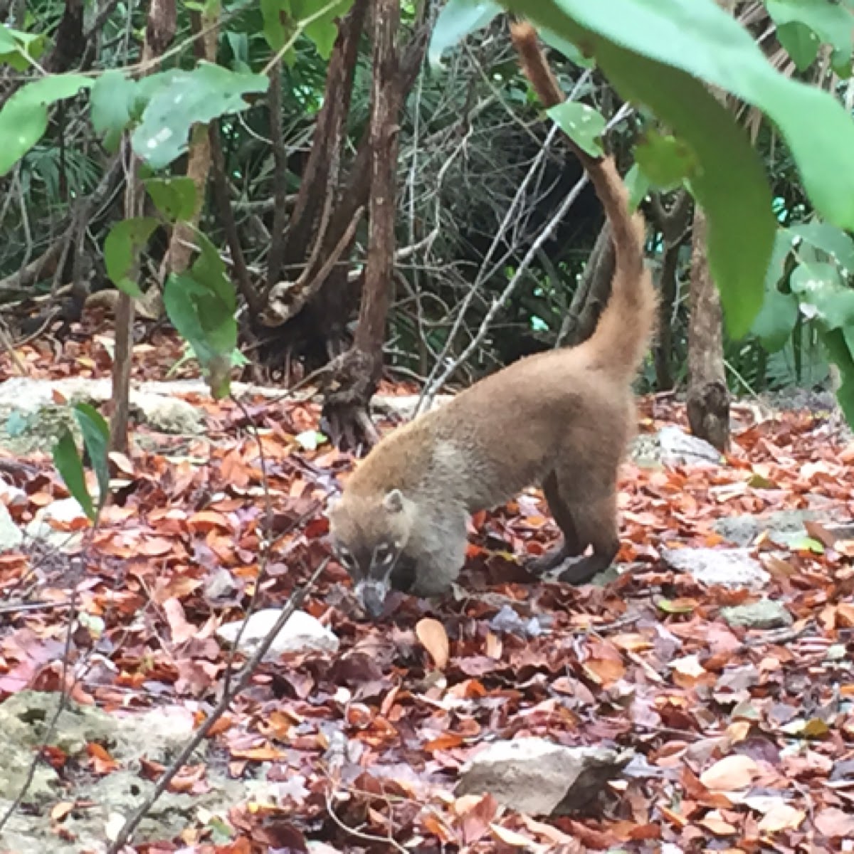 White-nosed Coati