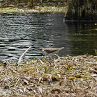 Spotted Sandpiper