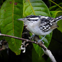 Spot-backed antwren