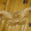 Giant Silkmoth