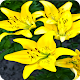 Download Lily Wallpaper For PC Windows and Mac 1.1