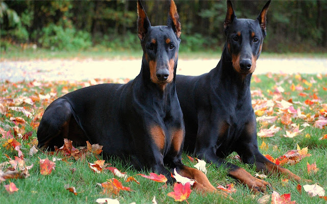 Manchester Terrier Thema en nieuw tabblad