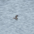 Pied-billed Grebe